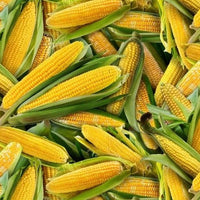 Corn on the Cobb - 4-3/4 YDS