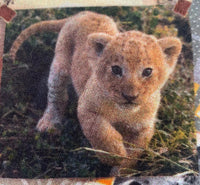 Safari Foto - 5-2/3 YDS