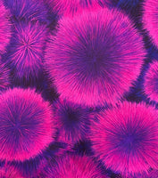 Radiant - 6-3/4 YDS