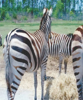 Funny Greeting Card - Zebras